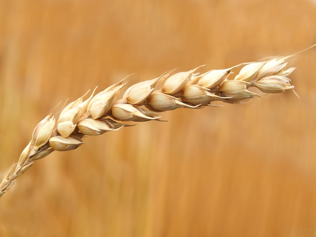 Crise alimentaire sur le blé