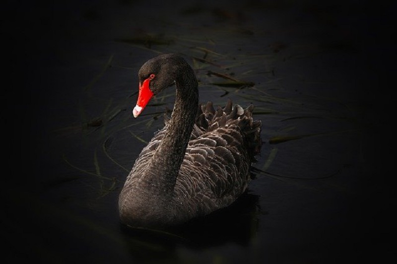 Comment se prémunir d'un cygne noir avec l'or