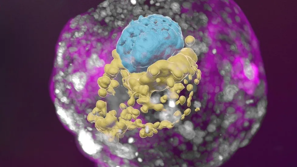 Des scientifiques ont cultivé une entité qui ressemble étroitement à un embryon humain précoce, sans utiliser de sperme, d'ovules ou d'utérus.